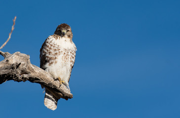 A Beautiful Juvenile Red-tailed Hawk Perched on a Tree Branch