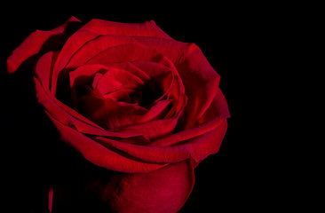 A Beautiful Red Rose Close Up