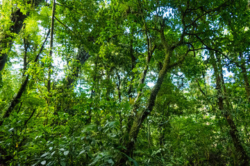 Fototapeta na wymiar Costa Ricas Tropical Rain Forest Central America Manuel Antonio