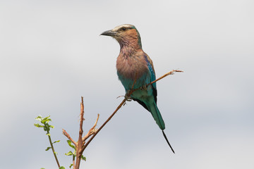 Lilac breasted roller am Kwando, Namibia