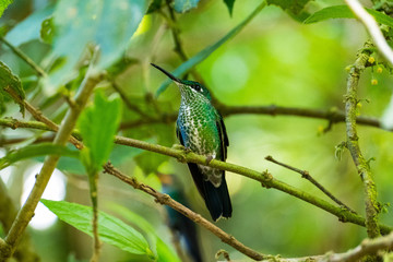 Colibri bird of Costa Rica, Central America