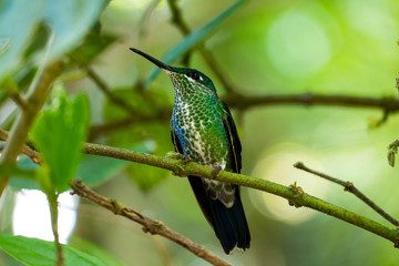 Colibri bird of Costa Rica, Central America