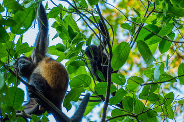 Howler Monkey (Alouatta palliata) in the rain forest of costa ricas manuel antonio nation park