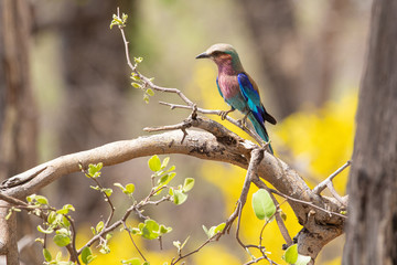 Lilac breasted roller am Kwando, Namibia