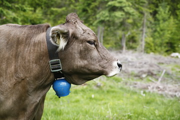 Portrait of a brown cow with blue bell in the forest 