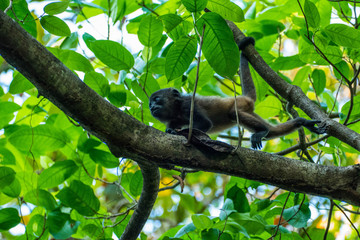 Howler Monkey in the rain forest of costa ricas manuel antonio nation park