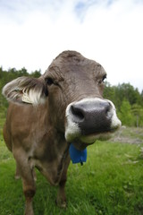 Portait of a brown cow with a blue bell