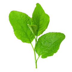 Plum leaves isolated on white background, full depth of field.