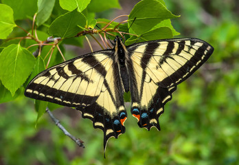 Western Tiger Swallowtail