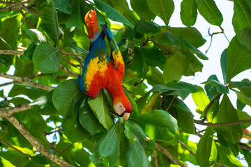 Parrot eating (Ara macao, Scarlet Macaw) in Costa Rica Corcovado National Park close to Puerto Jimenez