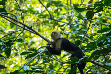 Capuchin Monkey in tropical rain forest in Costa Rica Manuel Antonio National Park
