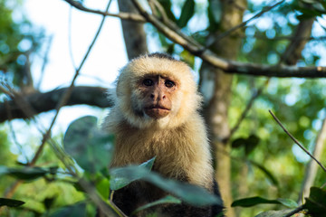 White-faced monkes (Capuchin Monkey) in tropical rain forest in Costa Rica Manuel Antonio National Park