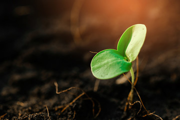 Growing young plant in garden and beautiful morning lighting. Care of the Environment - Ecological friendly and sustainable concept