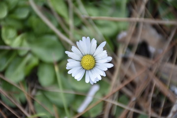 daisy in green grass