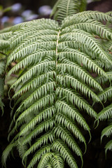 Hay-scented fern (Dennstaedtia punctilobula) on Madeira Island, Portugal