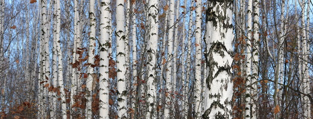 Obraz premium Young birches with black and white birch bark in spring in birch grove against the background of other birches