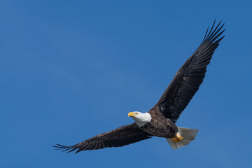 The Eagle soars