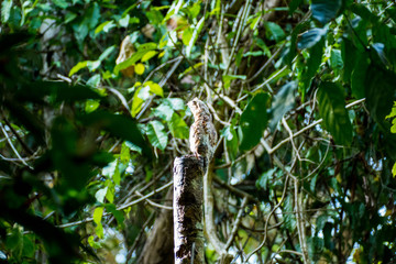 Owl on a tree in Costa Ricas tropical rain forest. Manuel Antonio National Park
