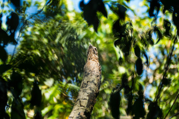 Owl on a tree in Costa Ricas tropical rain forest. Manuel Antonio National Park