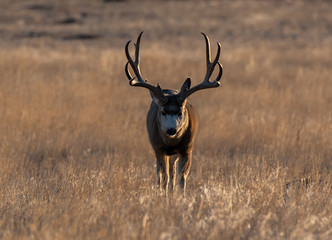 A Large Mule Deer Buck on the Plains of Colorado