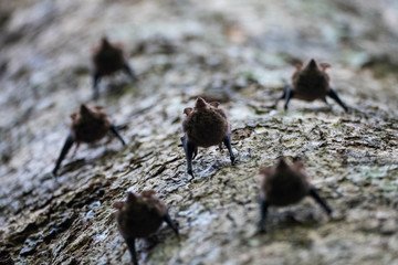 Group of Bats (Uroderma Bilobatum) in costa ricas tropical rain forest Parque Nacional Cahuita