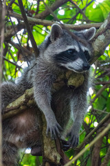 Raccoon (Procyon lotor)  in Costa Rica Cahuita national park