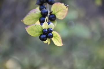 black forest fruits and yellowed leaves on the branch