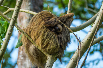 Mother and Baby two-toed Sloth (Choloepus hoffmanni), Manuel Antonio National Park, Costa Rica,...