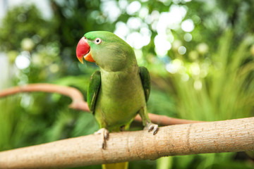 Beautiful Alexandrine Parakeet on tree branch outdoors