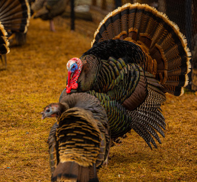Turkey