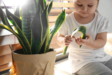 Little girl breaking houseplant at home, closeup