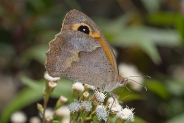 Obraz premium 23.07.2019 ES, Kanarische Inseln, La Palma Großes Ochsenauge Maniola jurtina (LINNAEUS, 1758)