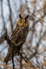 A Long-eared Owl Perched in the Woods
