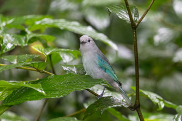 Blue-grey tanager (Thraupis episcopus) resting on a branch