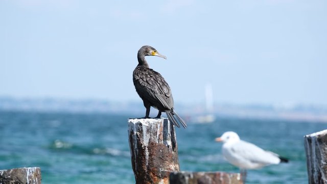 close up of black cormorant and autumn sea background	