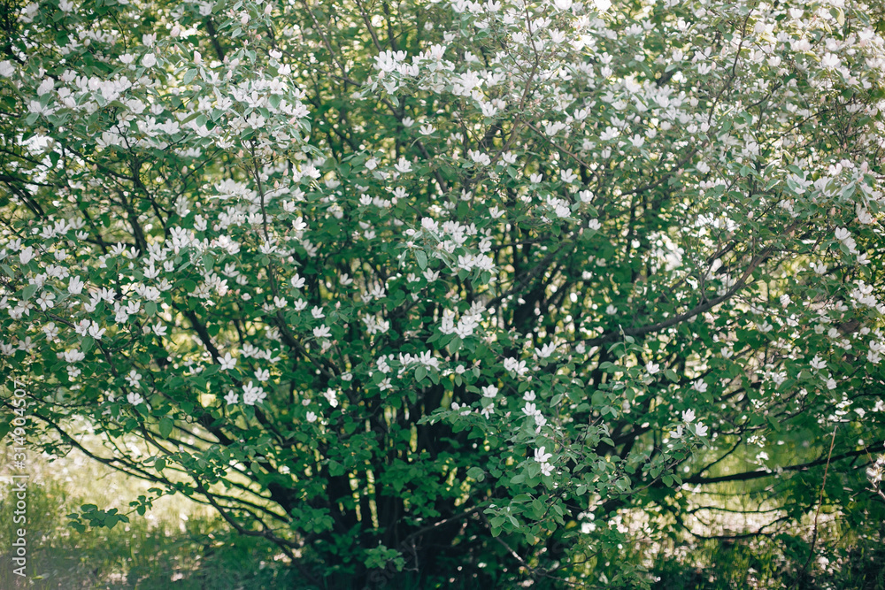 Wall mural Quince white flowers on tree branches in sunny spring garden. Cydonia oblonga tree blooming with white flowers in spring orchard farm