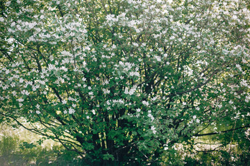 Quince white flowers on tree branches in sunny spring garden. Cydonia oblonga tree blooming with...