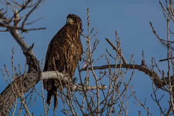 A Juvenile Bald Eagle Perched on a Tree Top