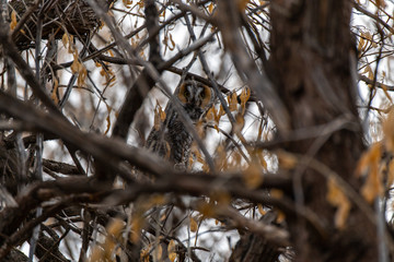 A Long-eared Owl Blending in with its environment