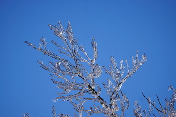 Frozen Branch