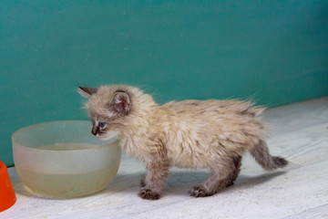 a homeless little fluffy kitten with blue eyes found on the street eats canned cat food from a plastic bowl
