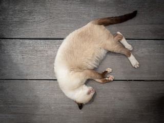 Siamese cat or Moon Diamond cat or Thai cat sleeping and laying of wooden floor.