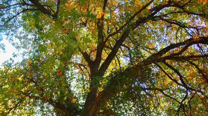 hojas de colores, otoño