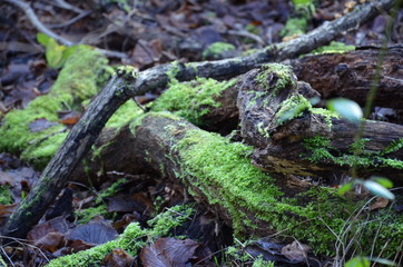 green moss on the tree
