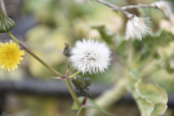 dandelion on green background