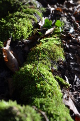 green moss in the forest