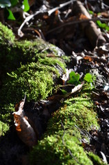 green moss in the forest
