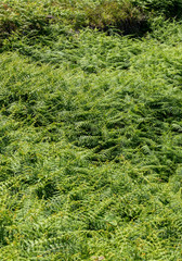 Hay-scented fern (Dennstaedtia punctilobula) on Madeira Island, Portugal