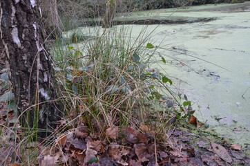 grass in the forest near lake