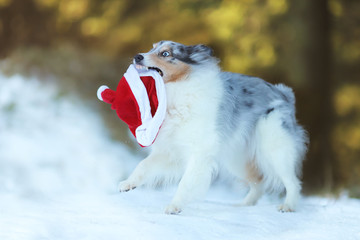 Sheltie mit Nikolausmütze im Maul